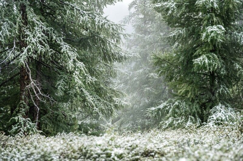 Июльский снег… July snow... фото превью