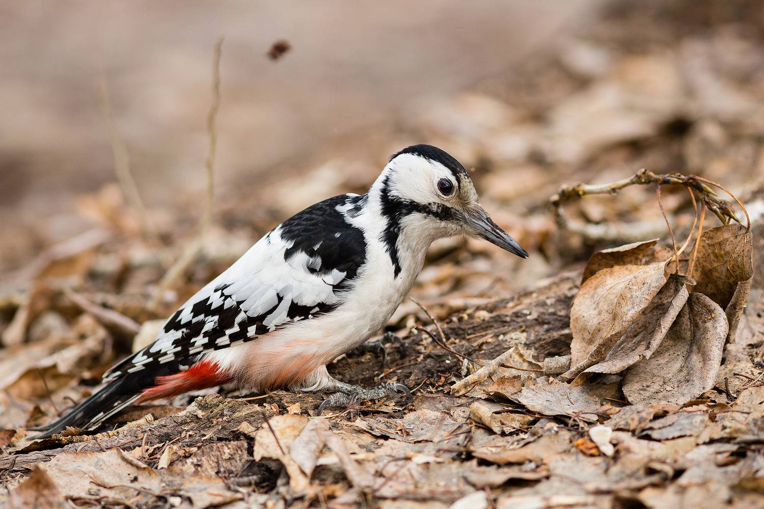 , Сосновских Вячеслав