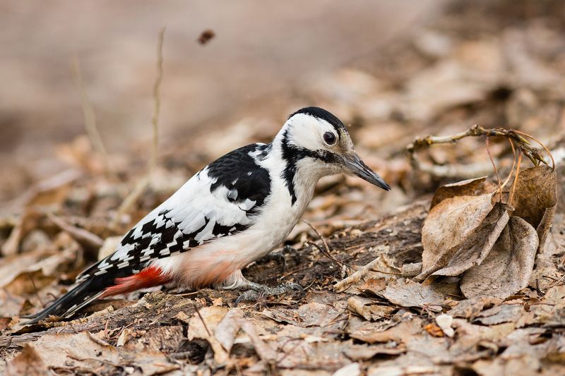 Дятел фото превью