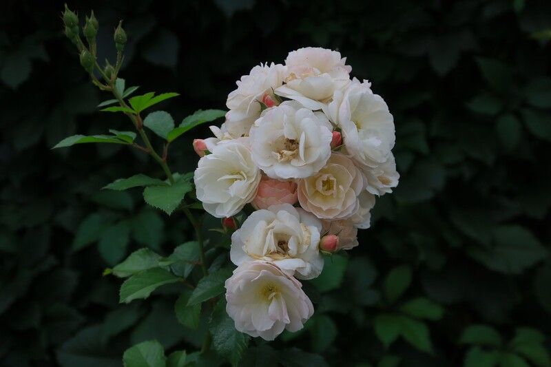 Розочки фото превью