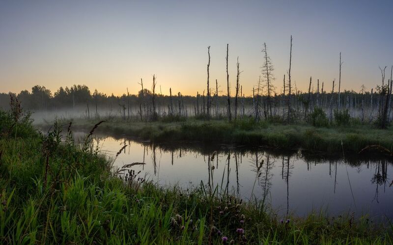 Туман над болотом фото превью