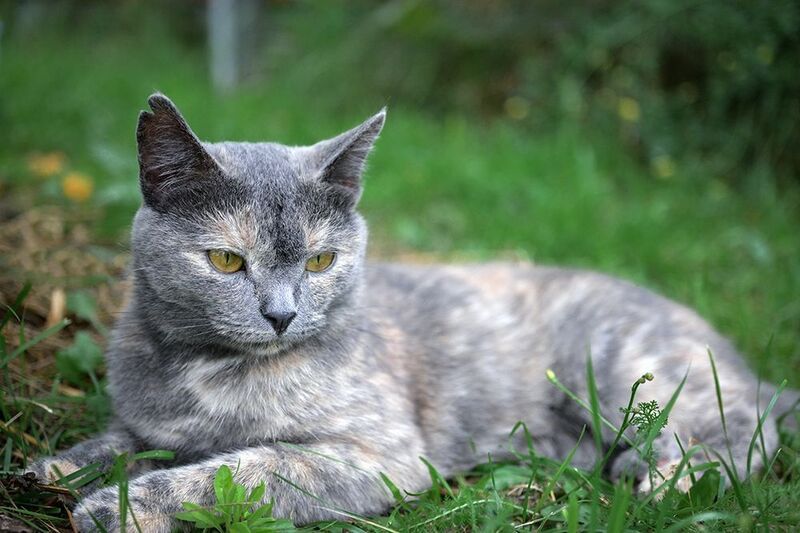 Уголок фото превью