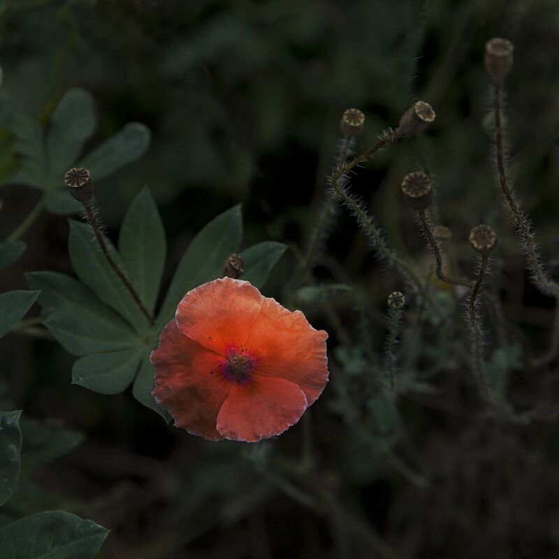 цвет Аленький цветок фото превью