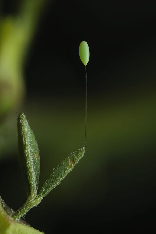 Insect party with balloons :)  фото превью