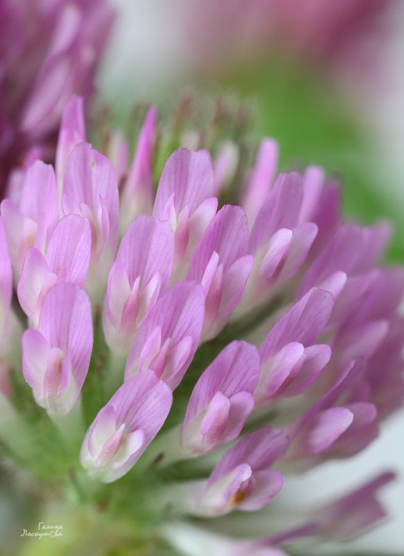 клевер, макро, лепестки, цветок Тихое очарование полевого клевера фото превью