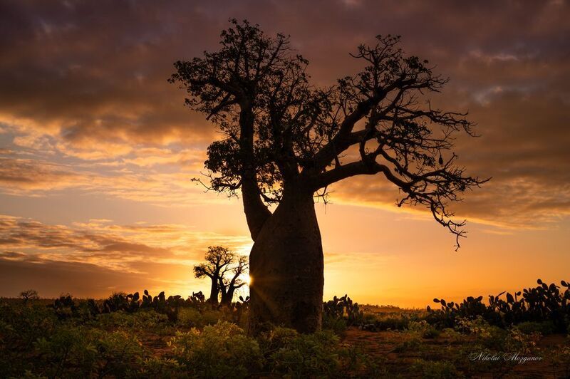 Баобабы Мадагаскара... фото превью