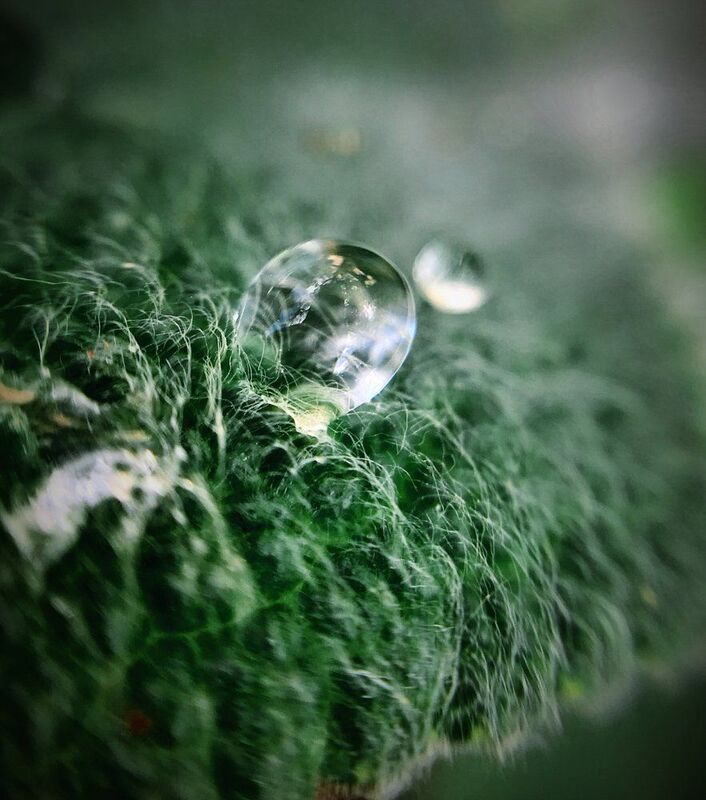 Капли на листе растения чистец фото превью