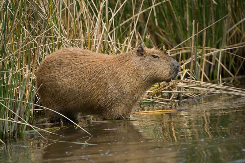 carpincho, argentina Капибара фото превью
