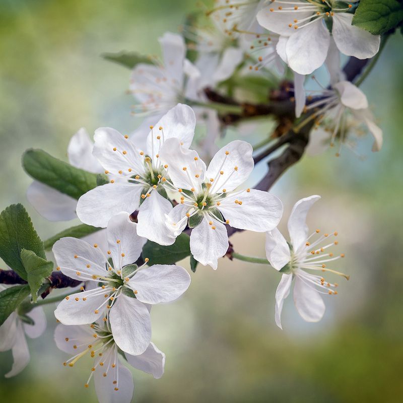 Весеннее фото превью