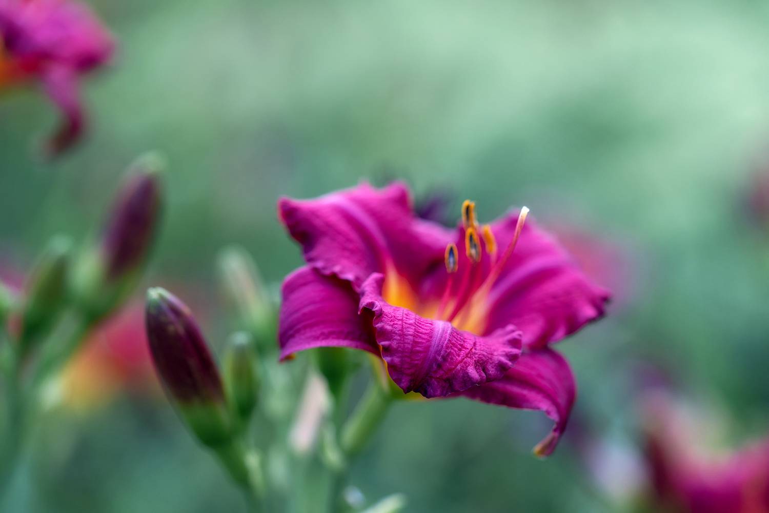 , Завьялова Людмила