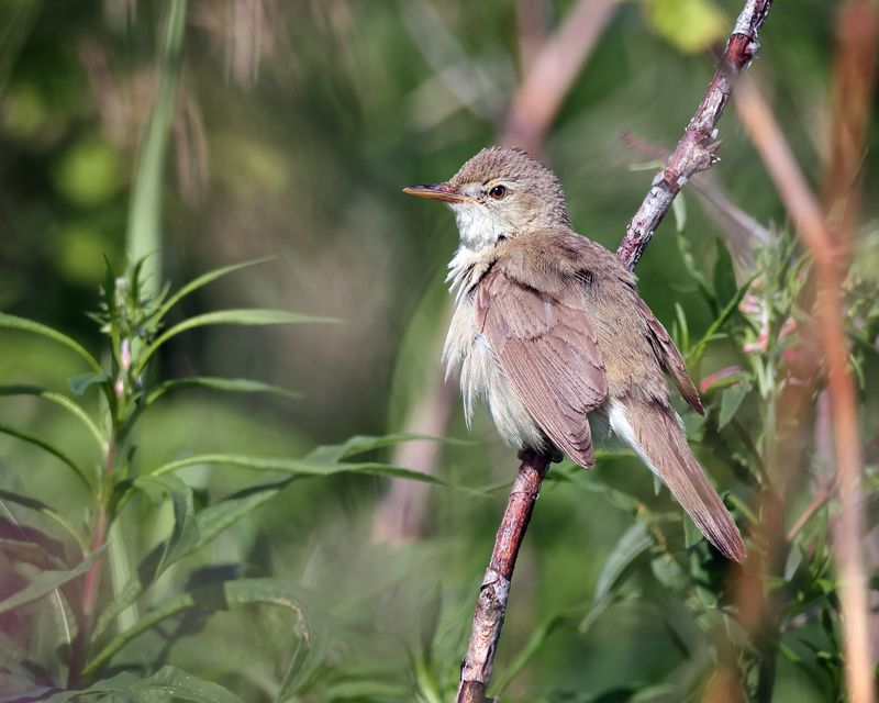 Садовая камышовка фото превью