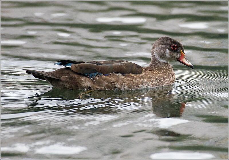 москва, август, парк, пруд, птицы Каролинские утки. фото превью
