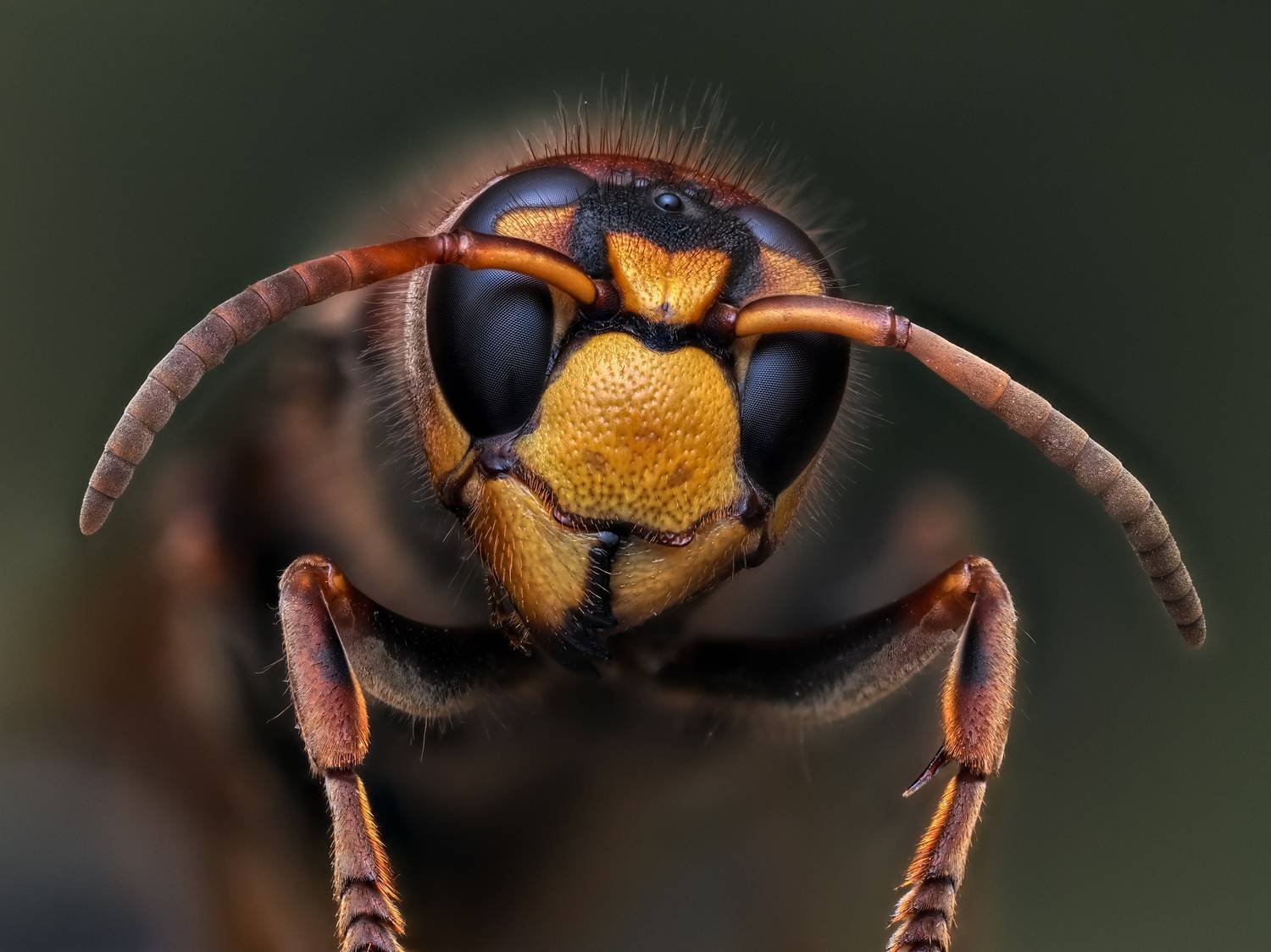 , Олег Савицкий