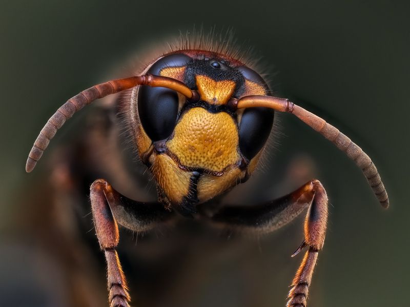 Шершень. фото превью