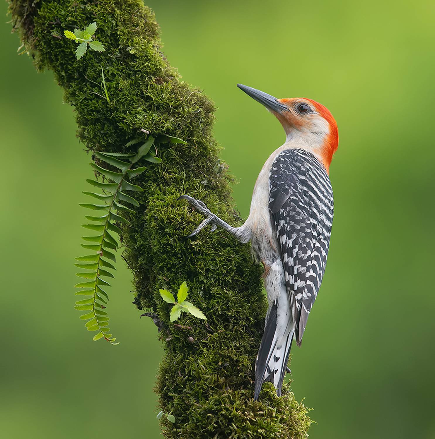 дятел, каролинский меланерпес, red-bellied woodpecker, woodpecker, Etkind Elizabeth