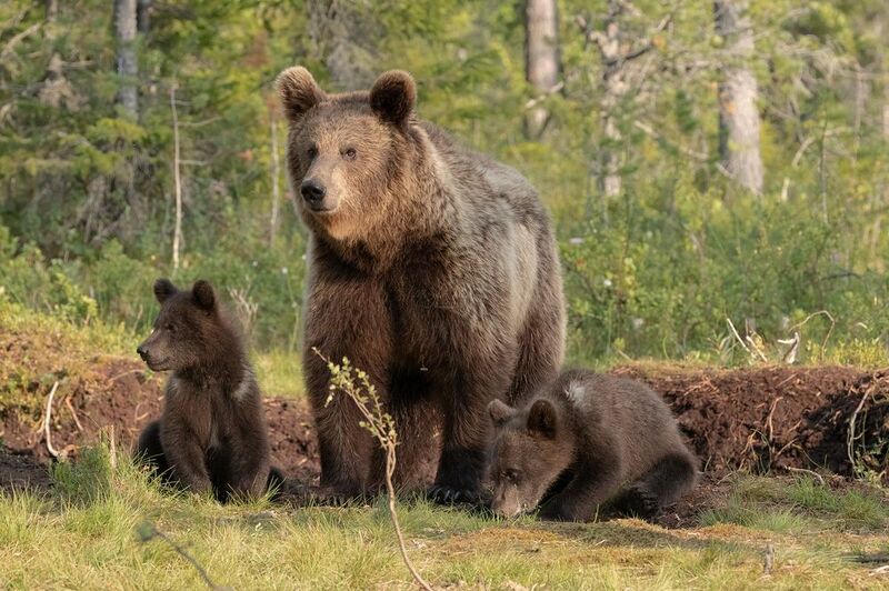 brown bear, bear, nature, wildlife, woods, canon Brown Bear Family фото превью