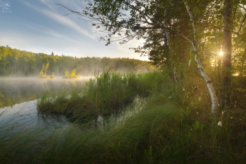 болото, подмосковье, лето, рассвет, фототур по болотам Утро на болотах фото превью