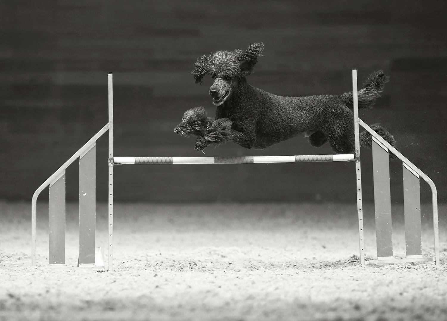 соревнования,аджилити ,собака,прыжок, спорт, dog, competition, jump, sport, Стукалова Юлия