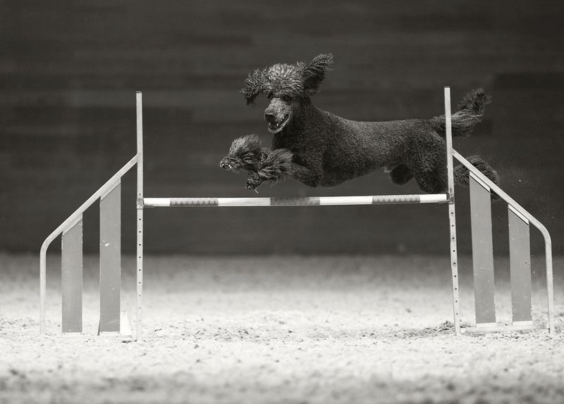 Полёт в ритме аджилити фото превью