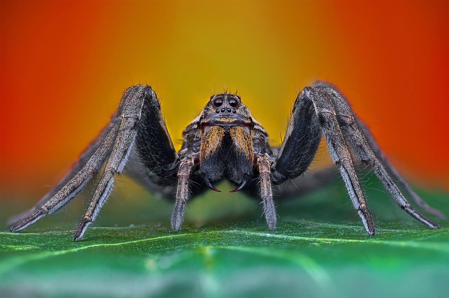 ceclii, macro, Ganev Tsvetan