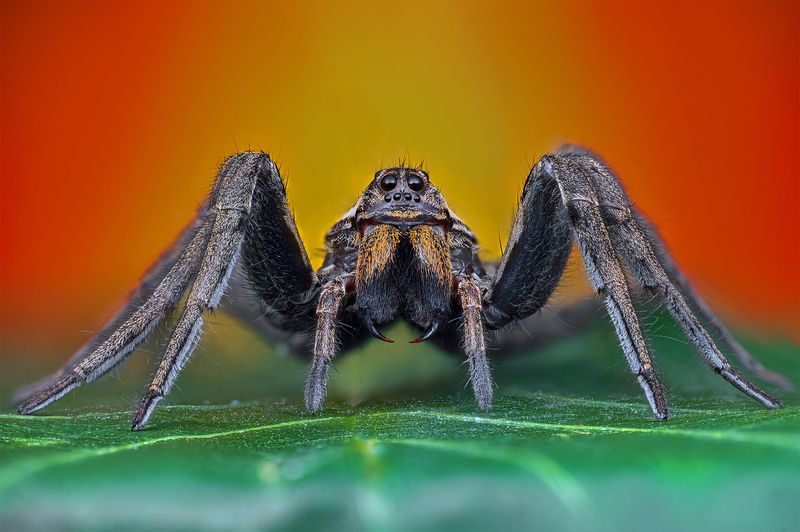 ceclii, macro  фото превью