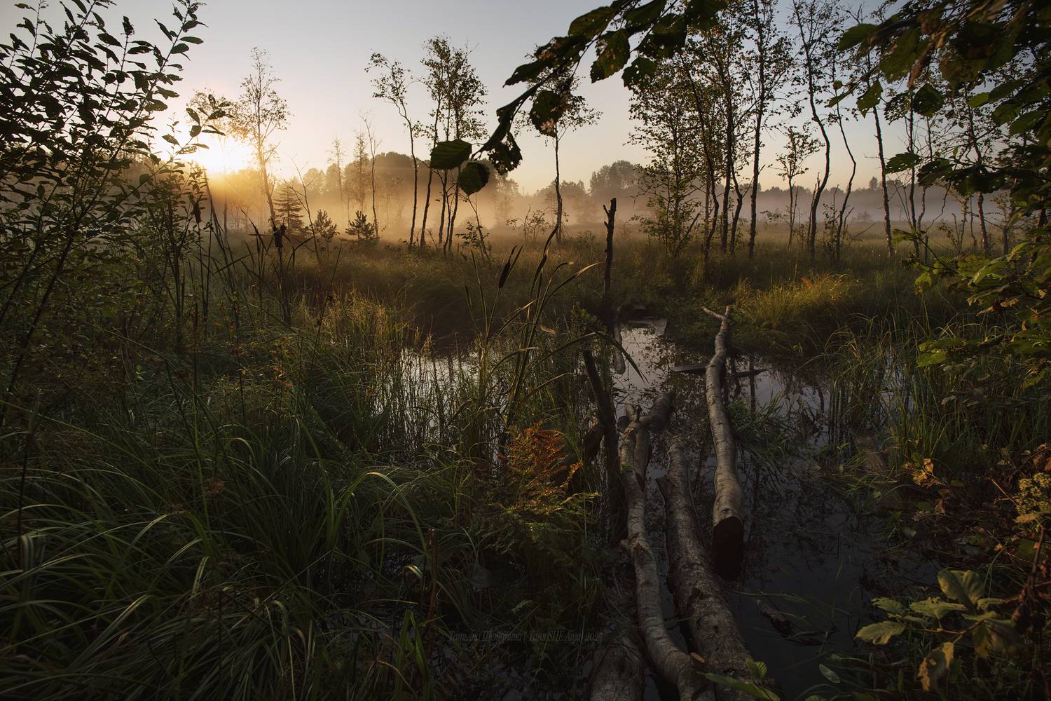 луга, ленобласть, пейзаж, рассвет, туман,  landscape, nature, природа, foggy, forest, болото, белая ночь, ленинградская область, Щепотина Татьяна