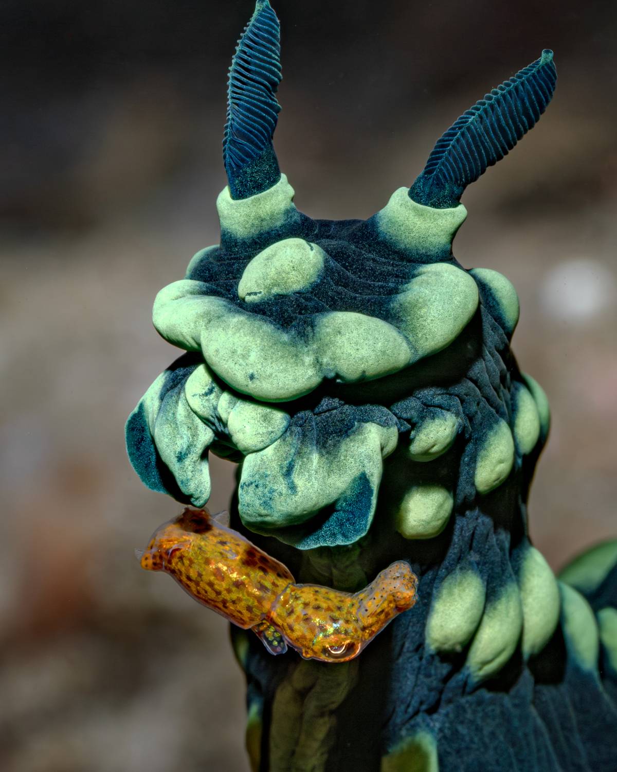 , Савин Андрей