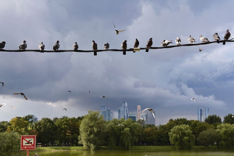 Перед ливнем фото превью