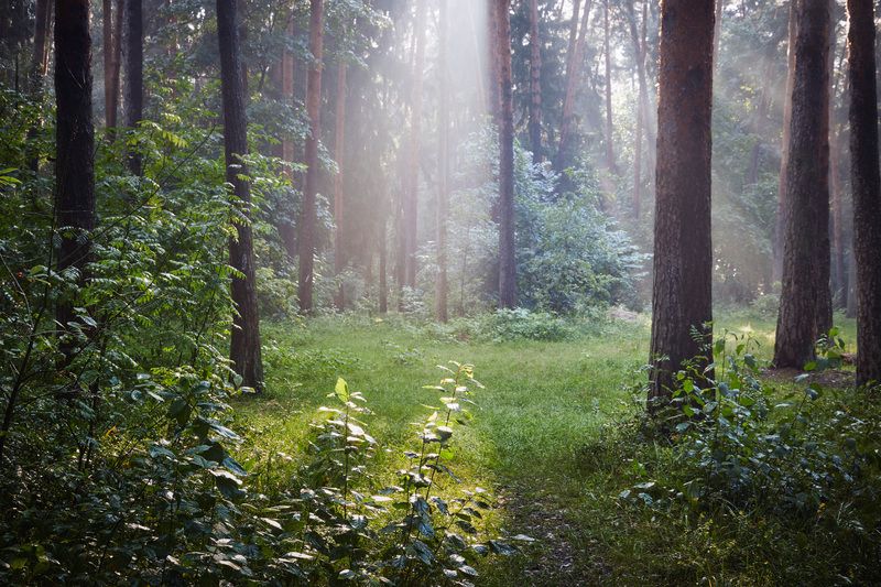 После летнего дождя фото превью