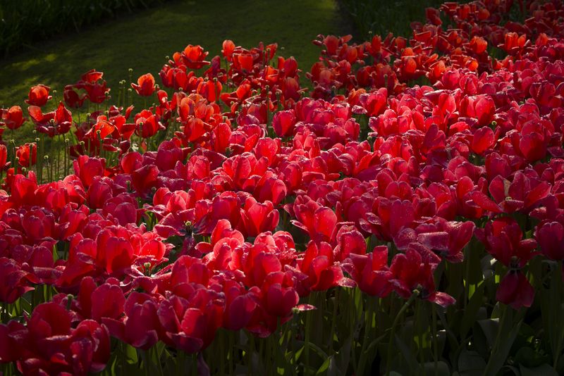 Кёкенхоф фото превью