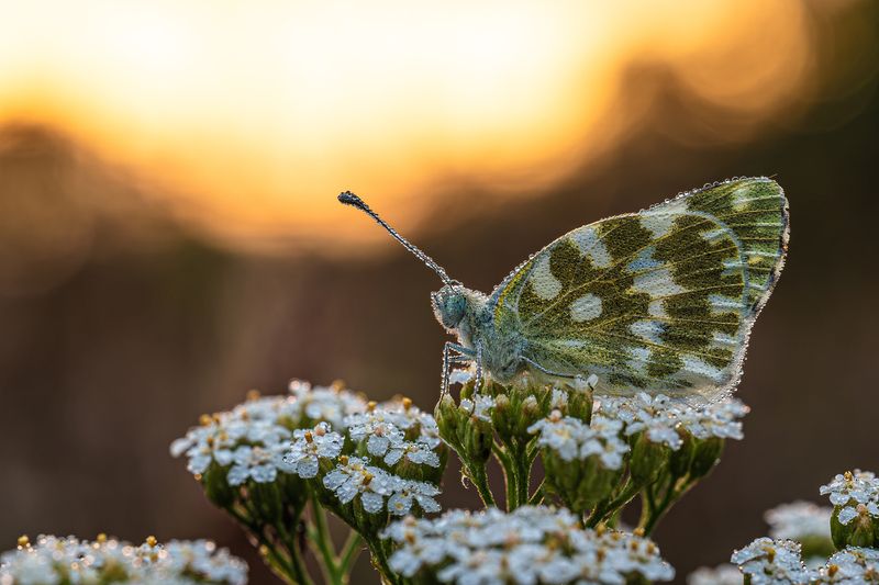 Бабочка, в капельках росы.  фото превью