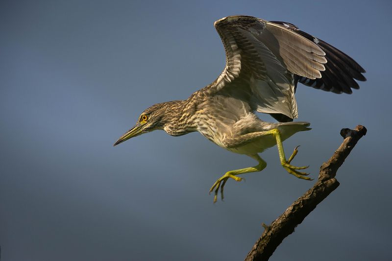 Кваква фото превью