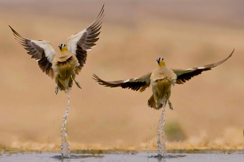 Sandgrouse at the watering hole фото превью