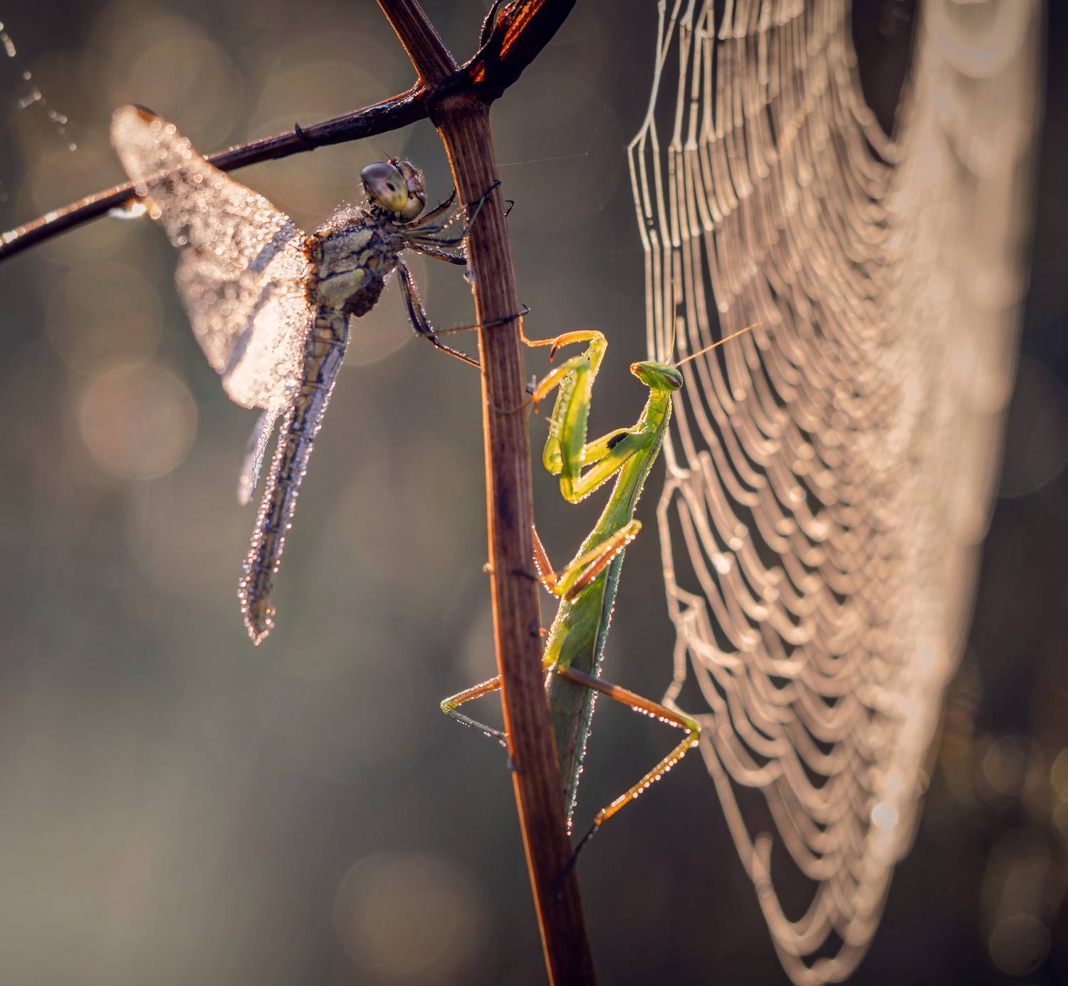 , Лапшина Владлена