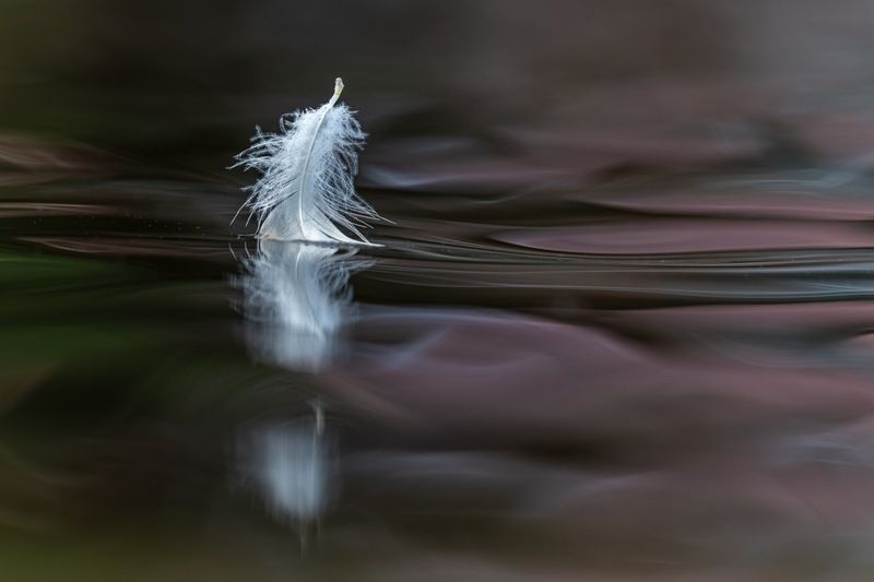 Лебединое озеро фото превью