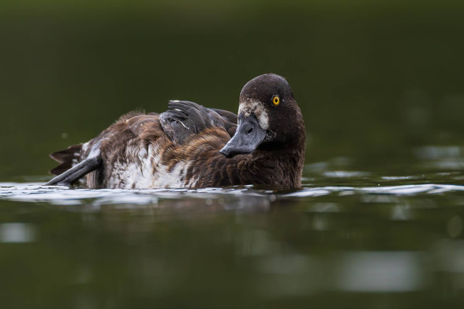 нырок, хохлатая чернеть, утка, птицы, утенок, Руслан Pl