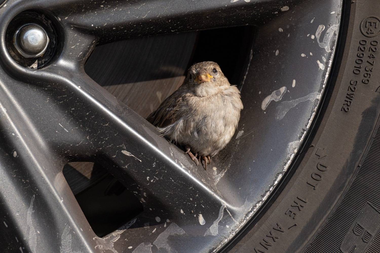 воробей, Руслан Pl