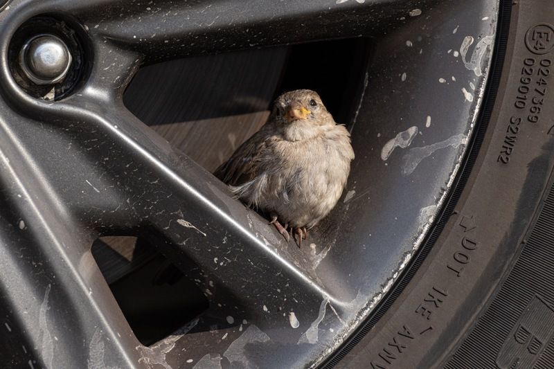 воробей Юный шиномонтажник фото превью