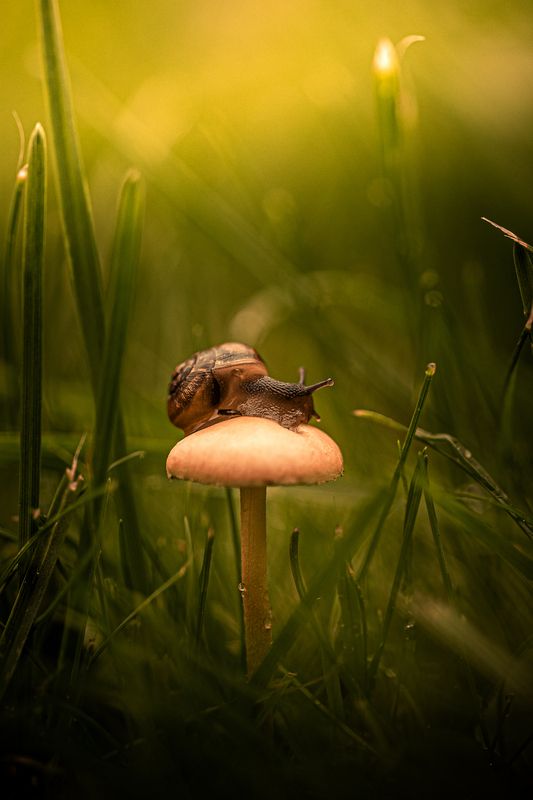 Улитка и гриб фото превью