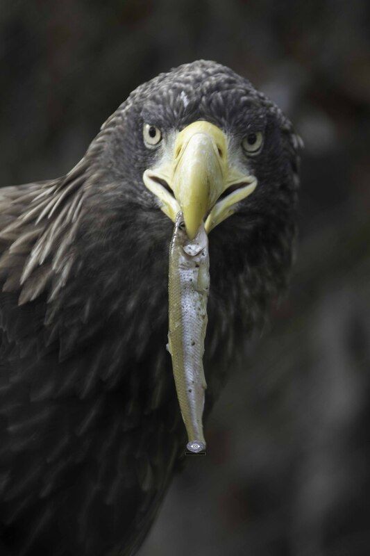 Steller\\\'s sea eagle фото превью