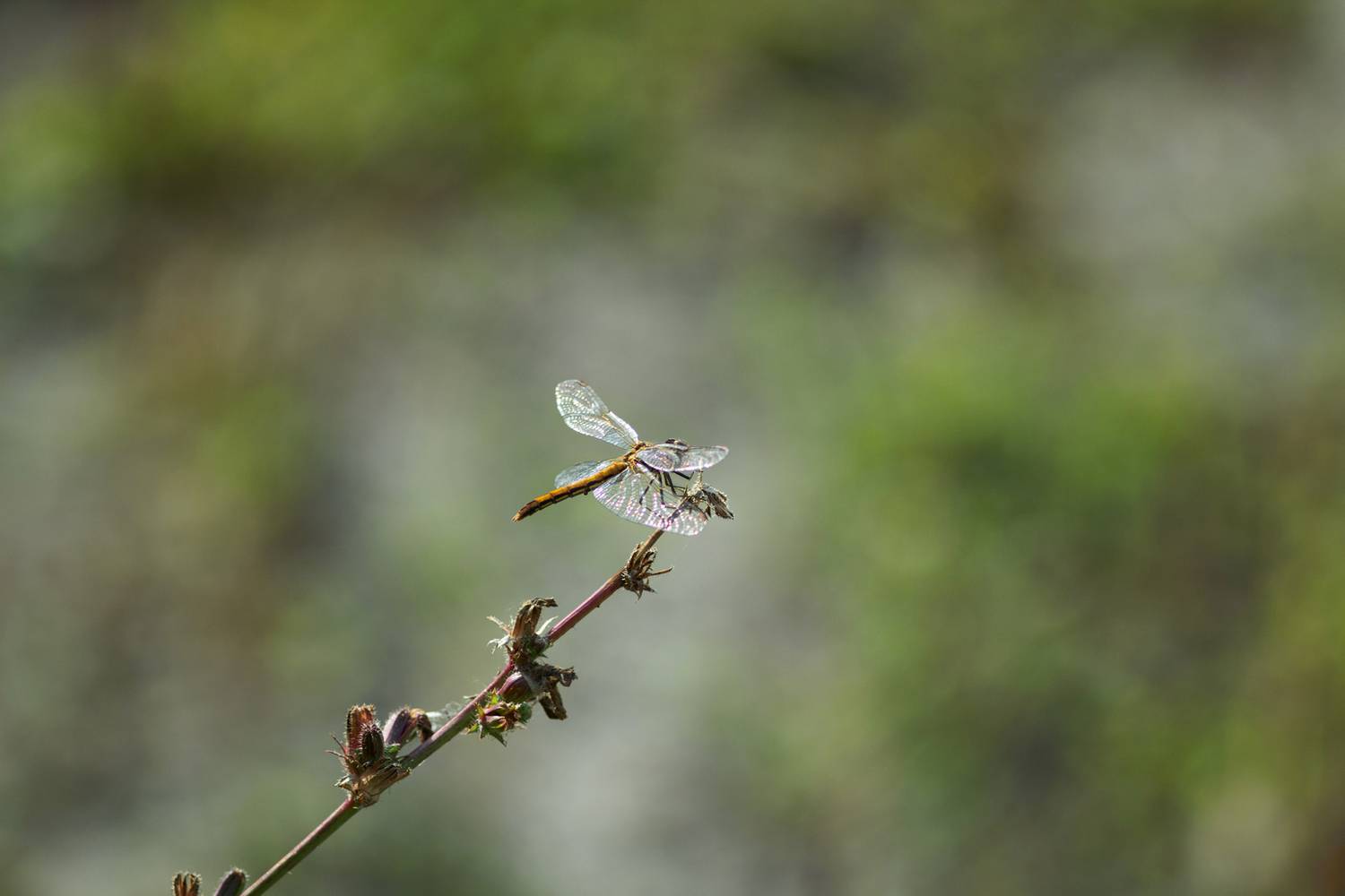 стрекоза, Александр Канцур