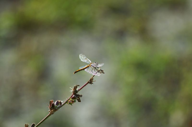 стрекоза Экстренная посадка. фото превью