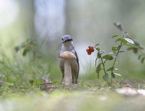 Картинка из леса