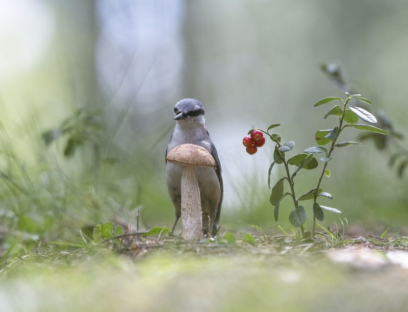 гриб,природа, лето,лес,поползень Картинка из леса фото превью