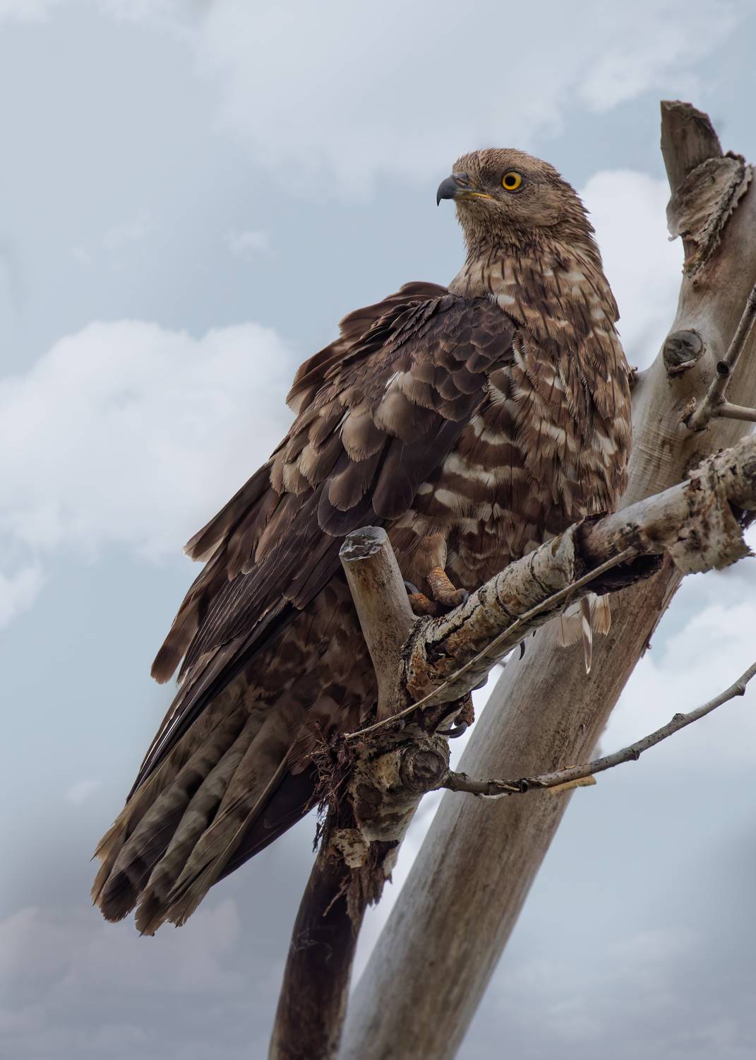 , Гильманов Артур