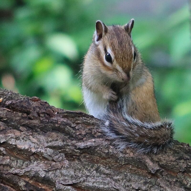 Бурундучок фото превью