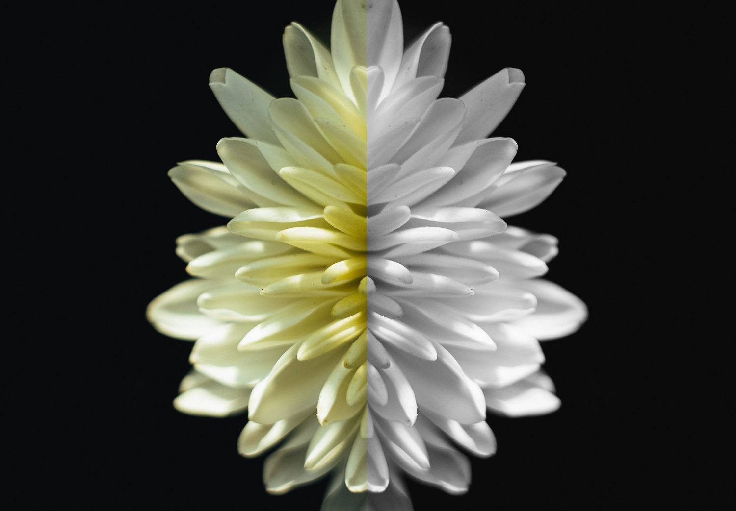 макро цветы, макросъёмка, гелиос, Дмитрий Гусалов