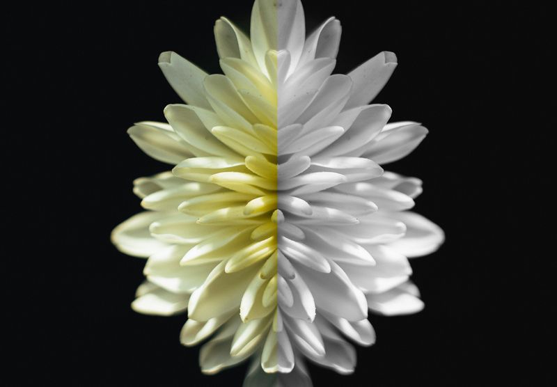 макро цветы, макросъёмка, гелиос день/ночь фото превью