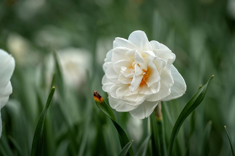 нрцисс, цветок, природа Нарцисс фото превью