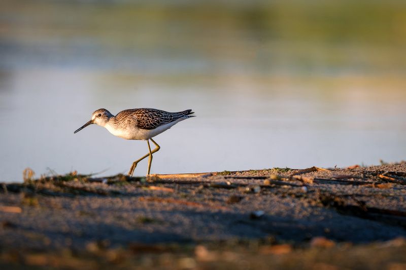 Большой улит фото превью